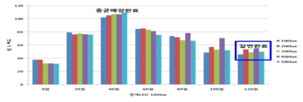 간헐적, 지속적 광처리에 의한 배양효율 측정- 산조701호