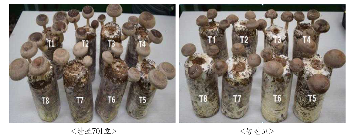 배지조성별 자실체 생육 모습