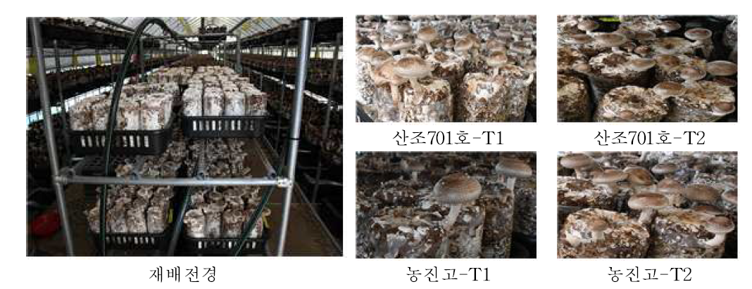 진천 B 실증농가 재배전경 및 처리별 자실체 생육