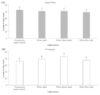 혼합광에 따른 품종별 대길이. (A) ‘Sanjo701ho’; (B) ‘Nonjingo’. Means with different letters on the bars are significantly different by Duncan`s multiple range test (p<0.05)