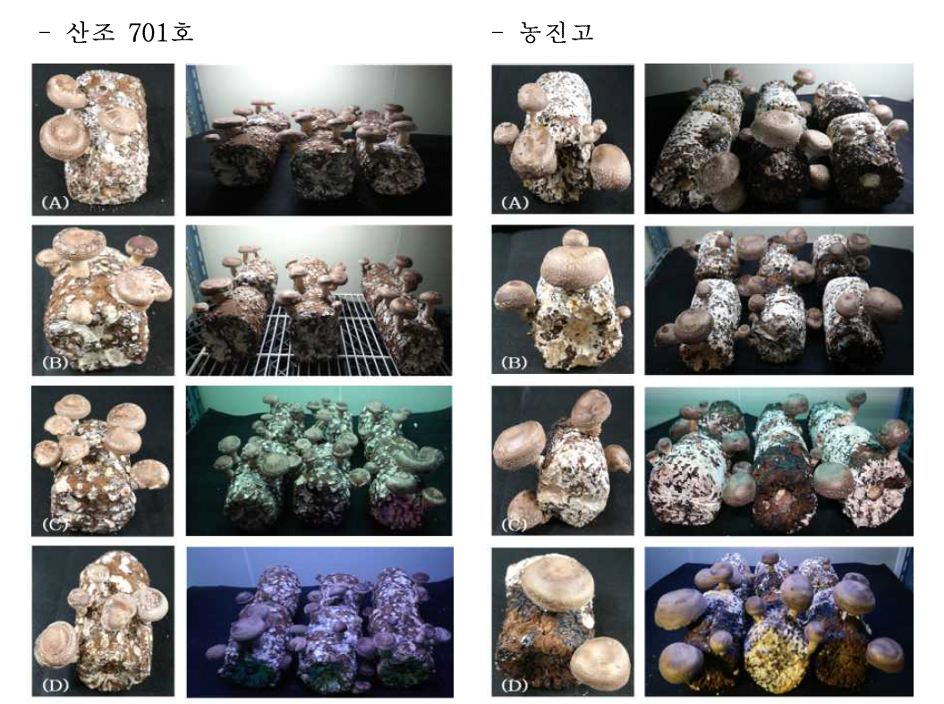 혼합광에 따른 품종별 생육형태. (A) fluorescent lamp; (B) white light; (C) white green light; (D) white blue light