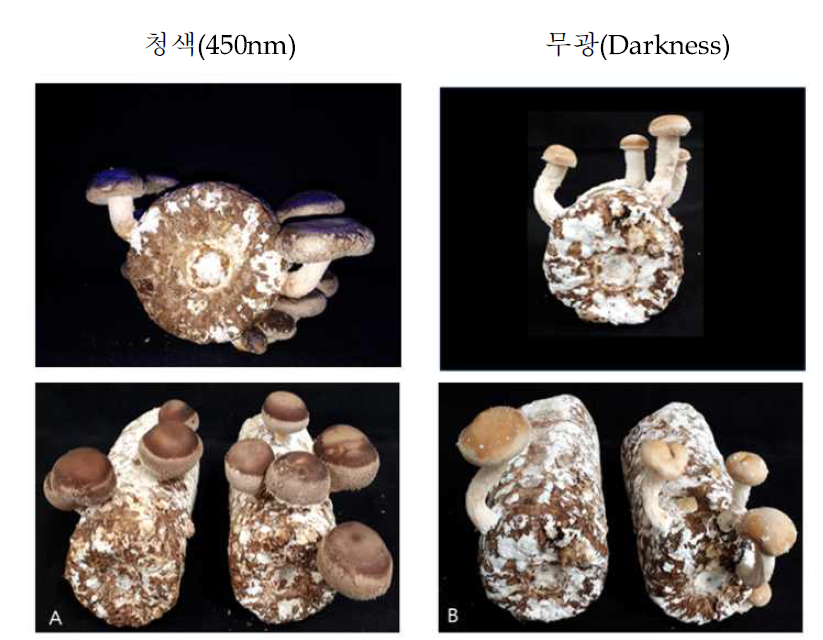 생육기간 중 청색광 처리에 따른 자실체 형태비교