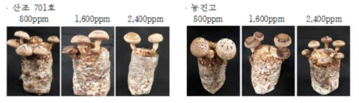 생육기간 중 CO2 조건에 따른 생육형태