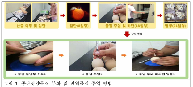 종란영양물질 부화 및 면역물질 주입 방법