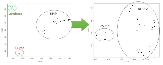 돼지 품종 판별을 위한 60K SNP array 기반 Multiple dimension scaling (MDS) 분석 결과