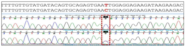 BRMS1L 유전자 mRNA 서열 분석을 통한 변이체 확인