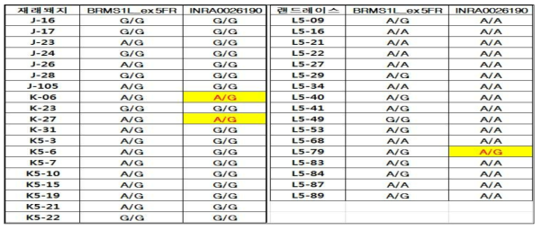 BRMS1L exon5에서의 변이와 유의성 높은 SNP chip상의 data와 비교