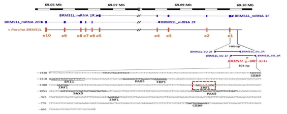 유두수 관련 BRMS1L 유전자의 변이체 발굴