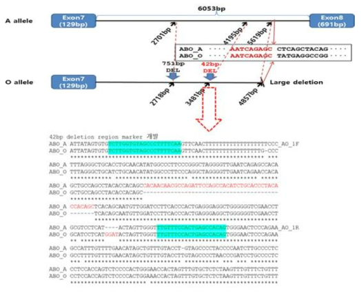 돼지 혈액형 A, O 염기서열 구조적 차이 및 INDEL 프라이머 영역(42bp 길이 차이를 나타냄) * 특허 출원 (2018)