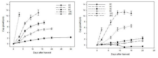 저장온도에 따른 양송이 A15(좌)와 새도(우) 품종의 갓 생장 변화