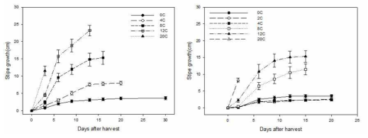 저장온도에 따른 양송이 A15(좌)와 새도(우) 품종의 대 생장 변화