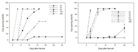 저장온도에 따른 양송이 A15(좌)와 새도(우) 품종의 갓개열 변화