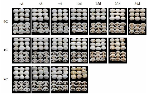 저장온도 및 기간에 따른 양송이(A15) 내외부 품질