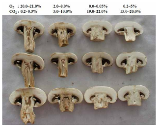 가스환경에 따른 양송이 품질