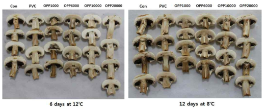 필름 종류에 따른 양송이 내부 품질(좌: 12℃ 6일 경과, 우: 8℃ 12일 경과)