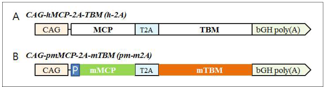 전 조직에서 MCP와 TBM의 동시 발현 유도를 위한 벡터 5‘쪽의 UTR을 포함하는 사람의 MCP cDNA(A) 또는 코돈 최적화로 염기서열로 변경된 mMCP cDNA(B)와 사람 TBM(A) 또는 코돈 최적화 TBM(B)의 염기서열을 teschovirus-1 2A 염기서열에 연결하여 완성