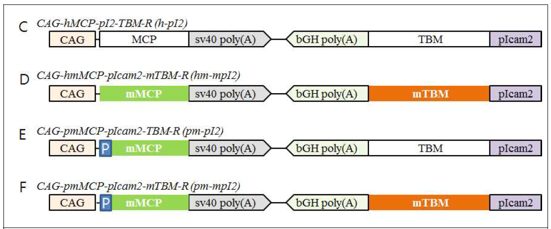 전 조직에서 MCP와 혈관내피세포에서 특이적으로 TBM의 동시 발현 유도를 위해 제작된 벡터의 구조