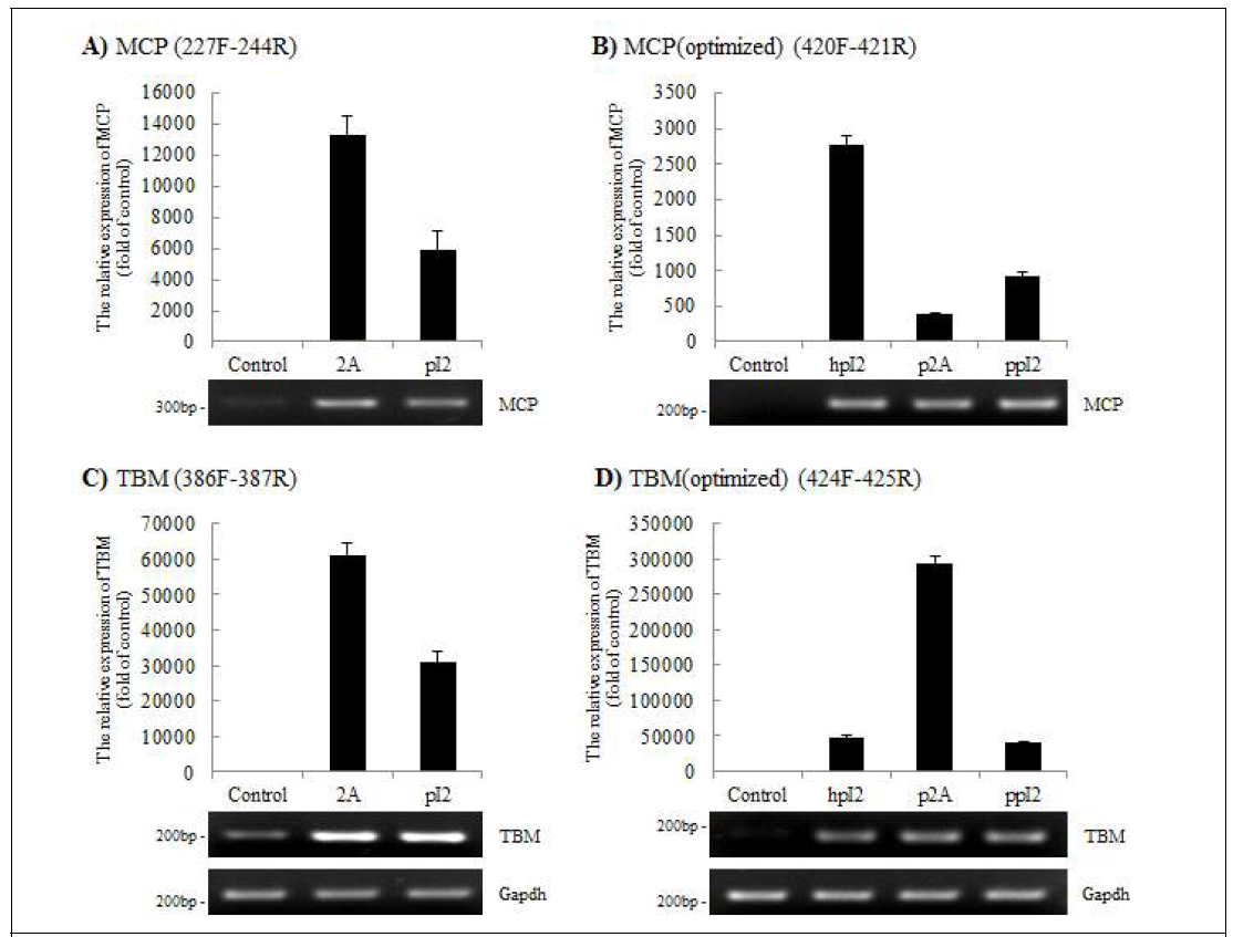 NIH3T3에 도입된 발현 벡터로부터 MCP와 TBM의 mRNA 발현 수준 비교 분석 NIH3T3세포에 CAG-hMCP-2A-TBM(2A), CAG-hMCP-pI2-TBM-R(pI2), CAG-hmMCP-pI2-mTBM-R(hpI2), CAG-pmMCP-2A-mTBM(ppI2), CAG-pmMCP-2A-mTBM(p2A) 벡터를 도입 후 48시간에 회수하여 Quantitative Real-time PCR을 수행함. 분석 값은 돼지 Gapdh 유전자의 mRNA를 수준을 보정하여 유전자를 도입하지 않은 세포에 대한 비교 값으로 표시