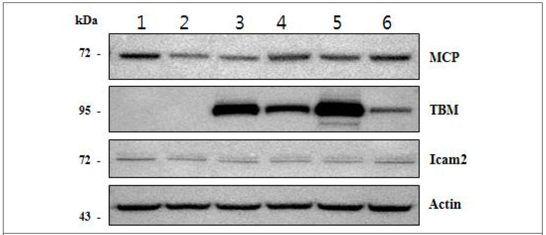 NIH3T3에 도입된 발현 벡터로부터 MCP와 TBM 발현의 웨스턴 블롯 분석 분석된 벡터의 순서는 1. 유전자도입하지 않은 대조군, 2 CAG-hMCP-2A-TBM, 3. CAG-hMCP-pI2-TBM-R, 4. CAG-hmMCP-pI2-mTBM-R, 5. CAG-pmMCP-2A-mTBM, 6. CAG-pmMCP-2A-mTBM. 벡터를 도입 후 48시간에 회수하여 웨스턴 블롯 분석을 수행함. 분석한 단백질 명은 그림의 오른쪽에 표시하였고, 분자량은 그림의 왼쪽에 숫자로 표시. Icam 2 항체를 사용한 분석을 통해 NIH3T3 세포에서 Icam 2가 발현된다는 것을 증명