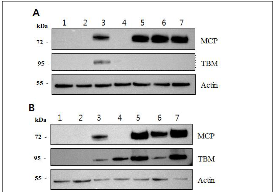 돼지 섬유아세포(A)와 혈관내피세포에 MCP/TBM 발현벡터 도입 후 유전자 발현 웨스턴 블롯 분석 세포에 도입된 발현 벡터는 1. 유전자도입하지 않은 대조군, 2. CAG-hMCP-2A-TBM, 3. CAG-pmMCP-2A-mTBM,, 4. CAG-hMCP-pI2-TBM-R, 5. CAG-hmMCP-pI2-mTBM-R, 6. CAG-pmMCP-pI2-TBM-R, 7. CAG-pmMCP-2A-mTBM
