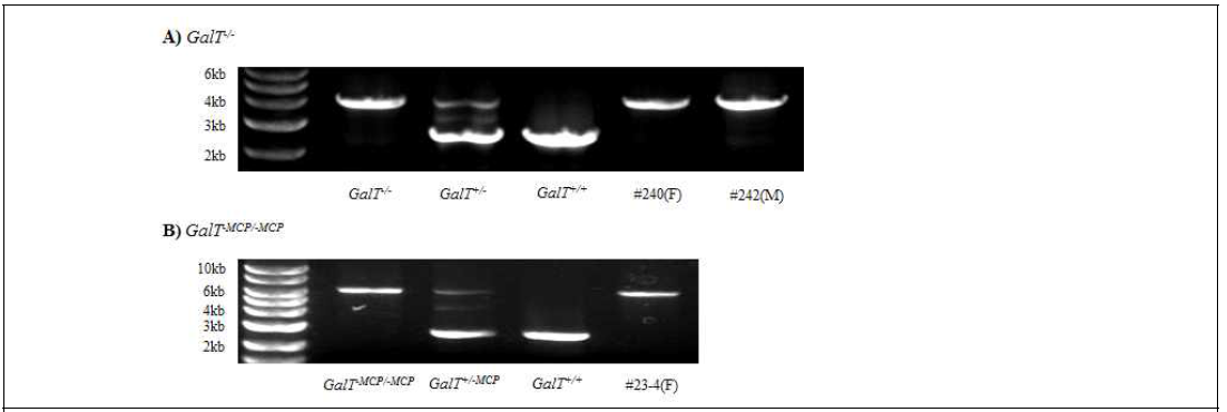 GalT-/- 240(F), GalT-/- 242(M), GalT-MCP/-MCP 23-4(F) 돼지에서 분리한 세포의 유전자 형 분석 240과 242 돼지는 유전자형이 GalT-/- 이고(A), 23-4 돼지는 유전자형이 GalT-MCP/-MCP인(B) 것을 확인