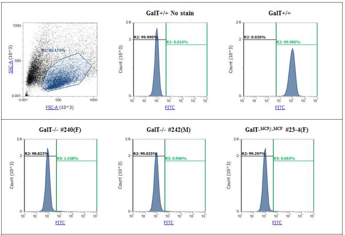 GalT-/- 240(F), GalT-/- 242(M), GalT-MCP/-MCP 23-4(F) 돼지에서 분리한 세포의 GalT 항원 발현 분석 위쪽 그림의 일반돼지에서는 Gal 항원을 발현하지만, 아래쪽 그림의 240번, 242번, 23-4 돼지에서는 Gal 항원이 발현되지 않는 것을 확인