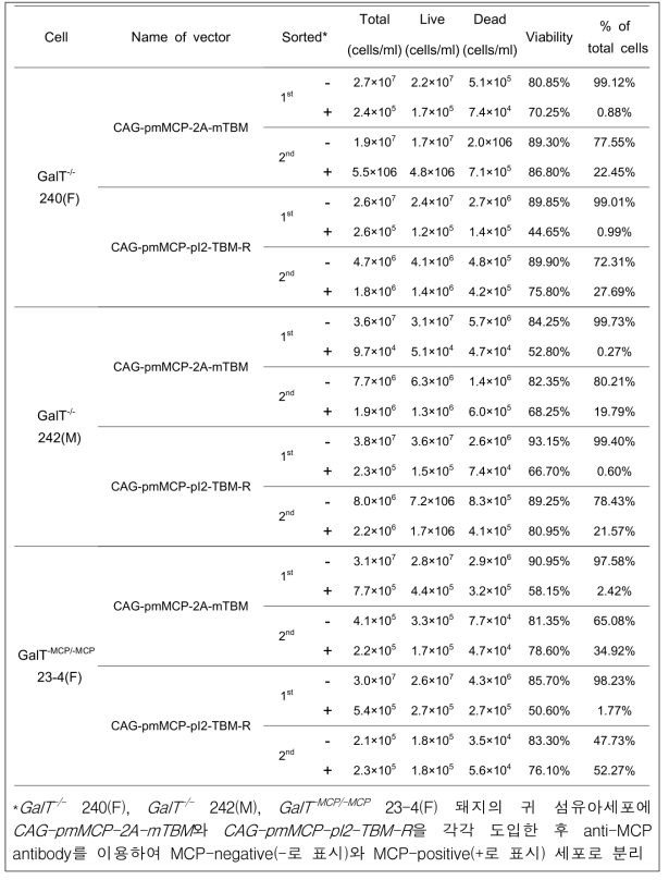 MCP와 TBM 발현 벡터를 도입한 세포의 sorting 후 세포 생존율 및 MCP-Positive 세포의 비율