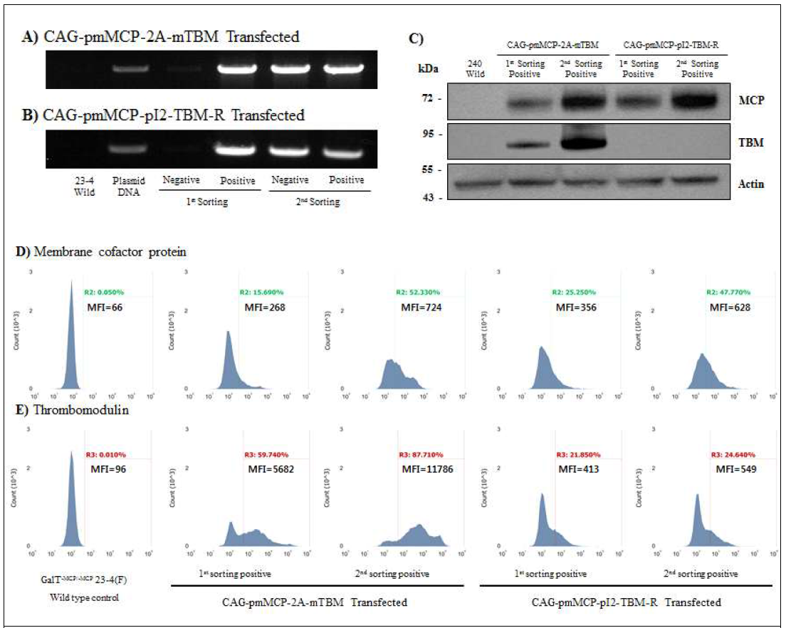 MCP와 TBM 발현 벡터 CAG-pmMCP-2A-mTBM와 CAG-pmMCP-pI2-TBM-R을 도입한 GalT-/- 240(F) 돼지 섬유아세포의 sorting 후 유전자 삽입 여부 및 발현 정도 분석 A와 B. PCR 방법으로 유전자 도입 분석. C. 웨스턴 블롯 방법으로 유전자 발현 분석. D. MCP 발현 유세포 분석. E. TBM 발현 유세포 분석
