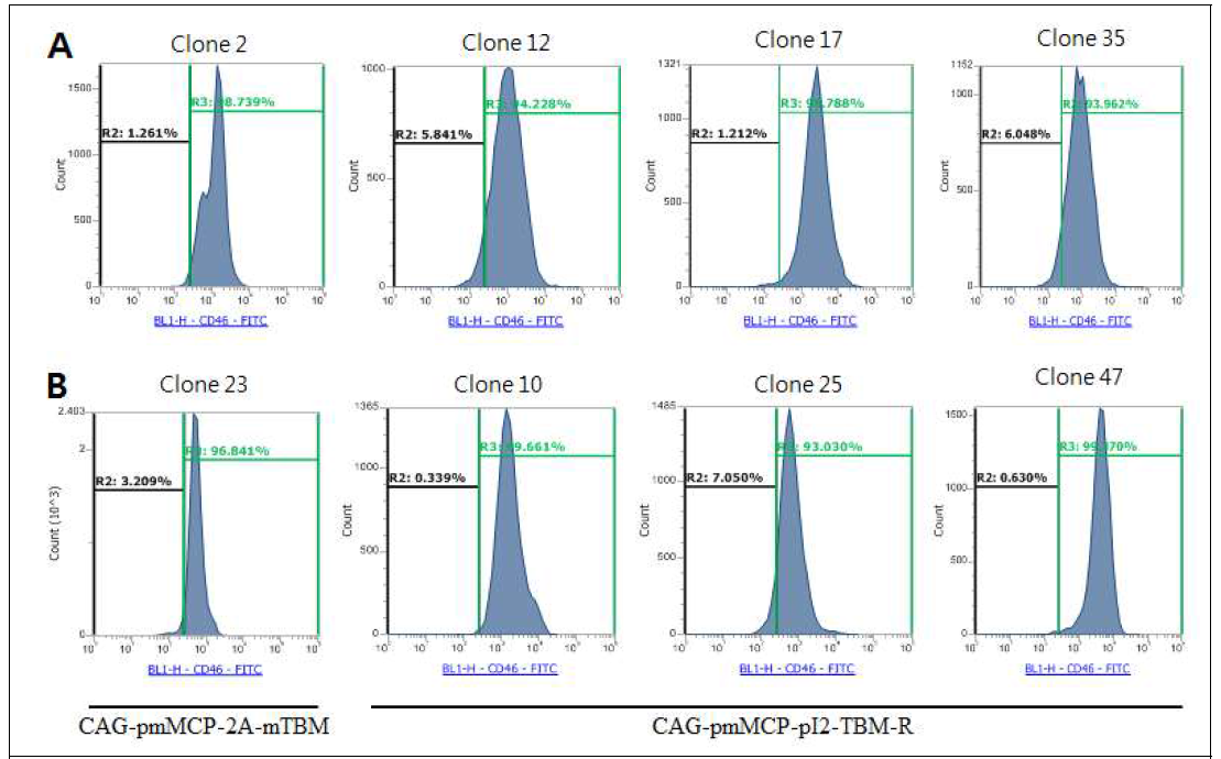 MCP의 발현 수준이 90% 이상인 단일 클론 발현 벡터 CAG-pmMCP-2A-mTBM와 CAG-pmMCP-pI2-TBM-R이 도입된 세포를 선별 후 단일세포로 분리·배양한 클론을 유세포 방법으로 MCP 수준을 분석하여 90% 이상 발현 클론만 예로서 나타냄. A. GalT-/- 240(F) 유래 단일 클론. B. GalT-/- 242(M) 유래 단일 클론