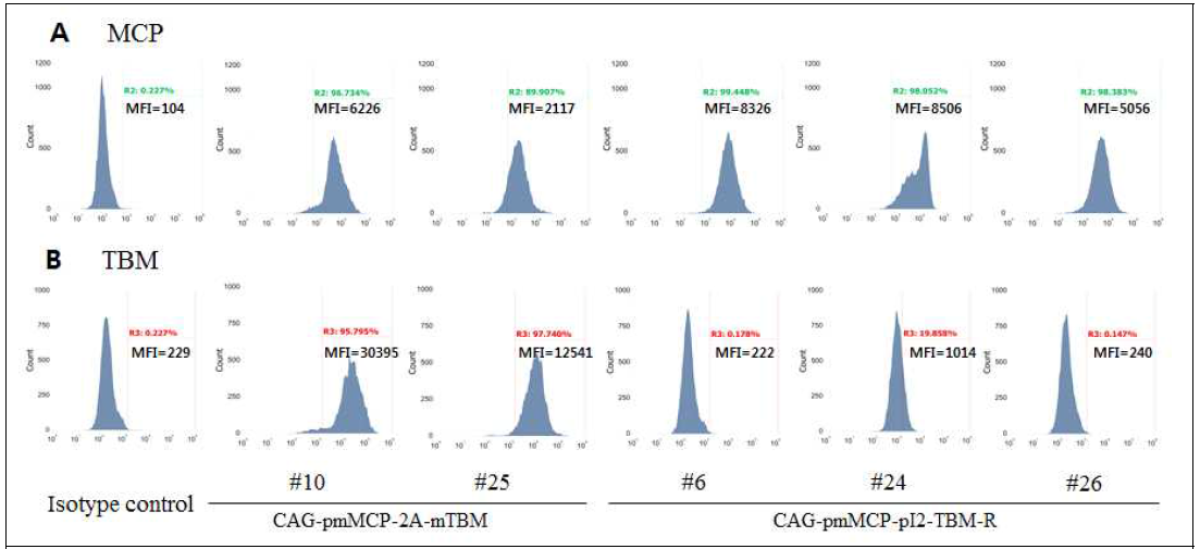 MCP의 발현 수준이 90% 이상인 GalT-MCP/-MCP 23-4(F) 유래 세포 단일 클론 발현 벡터 CAG-pmMCP-2A-mTBM와CAG-pmMCP-pI2-TBM-R이 도입된 세포를 선별 후 단일세포로 분리·배양한 클론을 유세포 방법으로 MCP 수준을 분석하여 90% 이상 발현 클론만 예로서 나타냄. 단일항체에 대한 isotype control을 (-) 대조군으로 분석. A. MCP 발현 분석. B. TBM 발현 분석