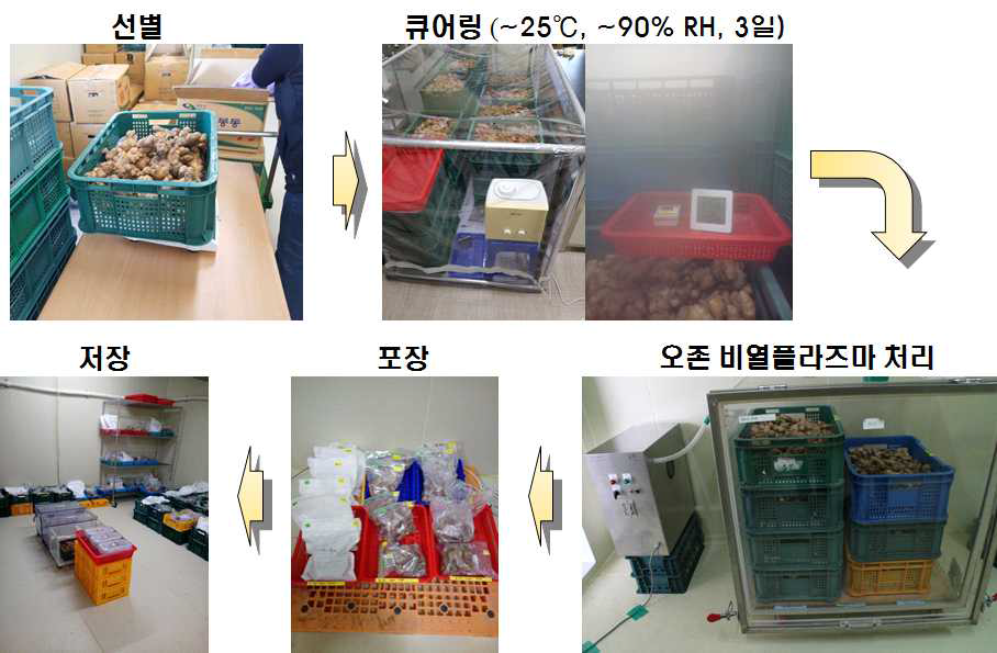 생강의 단기 오존비열플라즈 처리 과정