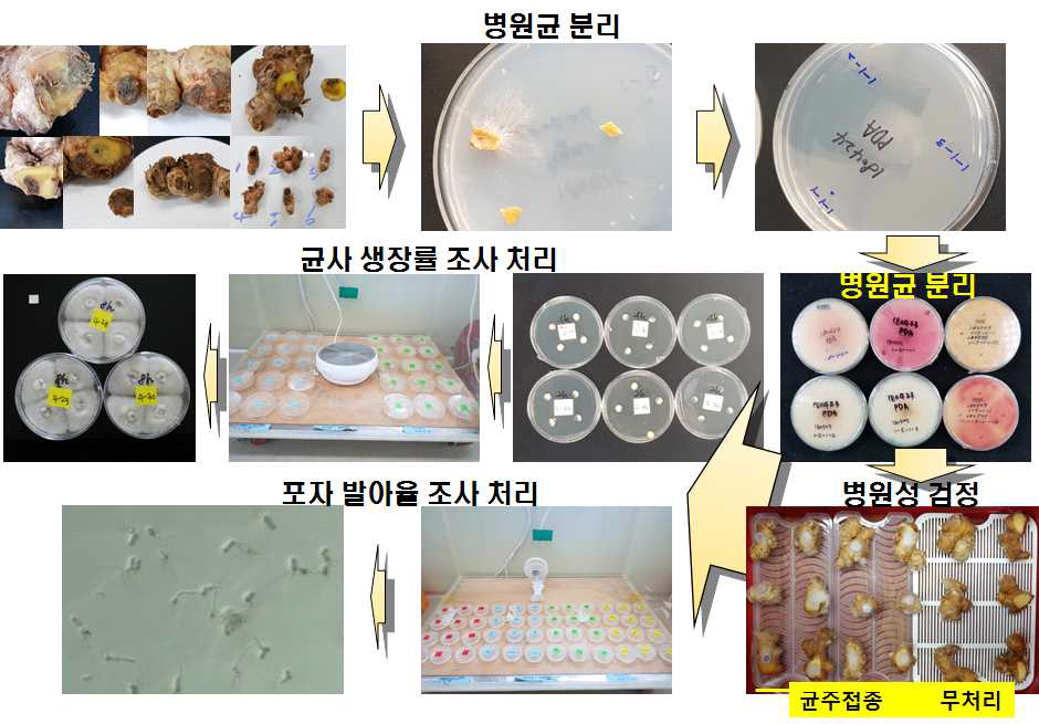 생강의 주요 저장병원균 검정 및 병원균에 대한 오존비열플라즈마 처리