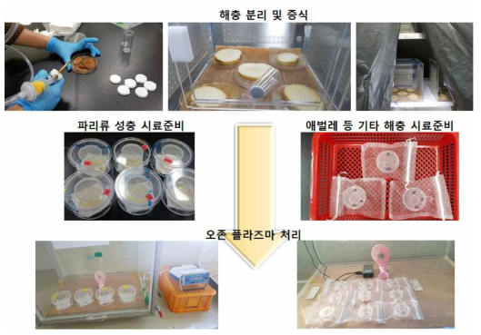 생강의 주요 저장해충에 대한 오존비열플라즈마 처리