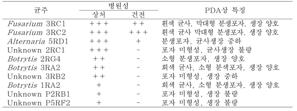 분리균주의 병원성 및 PDA상 특징