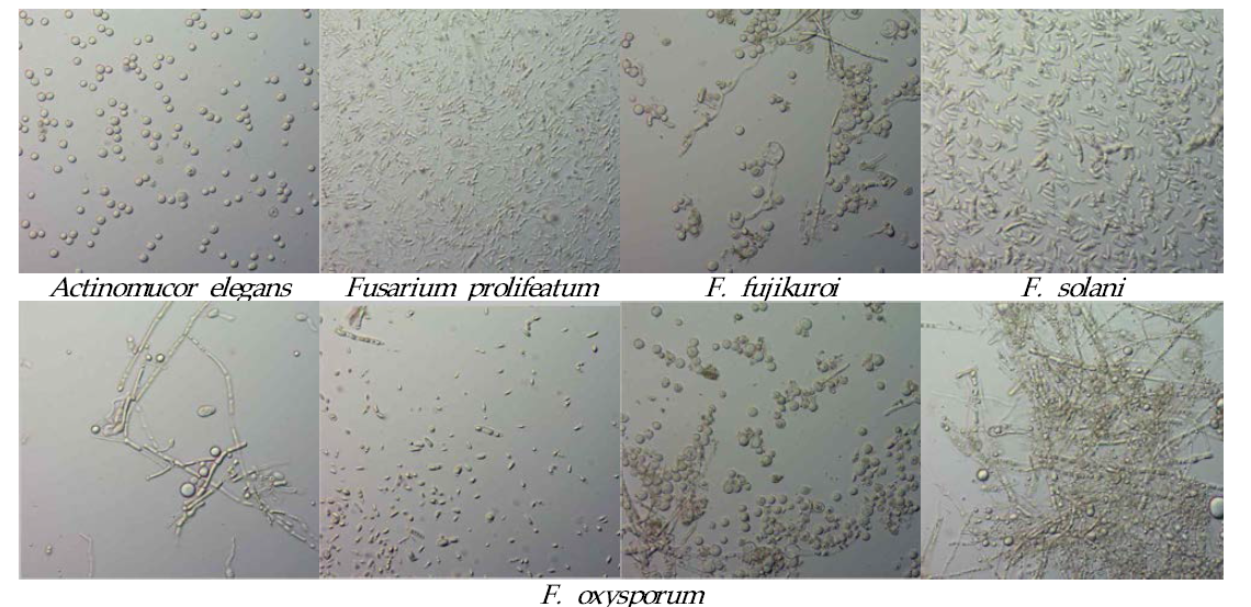 저장생강에서 동정된 다양한 병원균의 포자 및 균사 형태