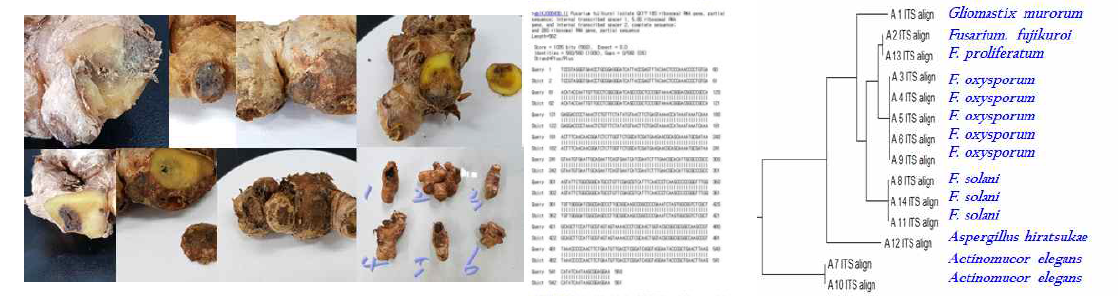 저장생강의 다양한 균주분리 부위(좌) DNA ITS염기서열 NCBI blast 분석(중) 및 균주동정(우)