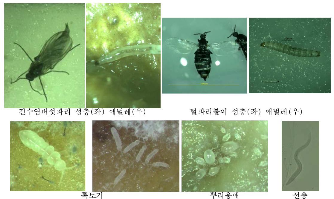 저장생강에서 분리한 다양한 해충의 형태