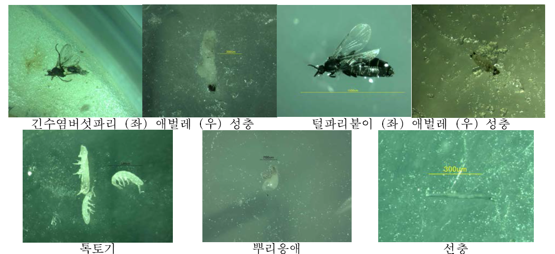 오존 플라즈마 처리후 사멸된 해충 모습