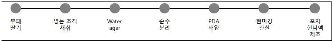 딸기 부패원인균 조사 및 포자현탁액 준비 과정