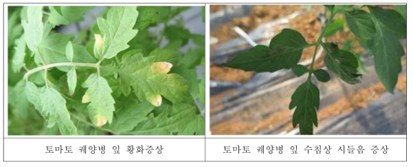 토마토 궤양병균 접종방법에 따른 잎 증상 (좌: 분무접종, 우: 침근접종)