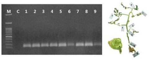 토마토 궤양병 감염 식물체를 이용한 direct PCR 검정 Lane M: 100bp plus DNA ladder, Lane C: 건강한 식물체, Lane 1: 시드는 증상을 보이는 잎, Lane 2: 시드는 증상을 보이는 잎, Lane 3: 시드는 증상을 보이는 잎의 엽병, Lane 4: 신초, Lane 5: 시드는 증상을 보이는 엽병, Lane 6: 줄기, Lane 7: 지제부, Lane 8: 뿌리, Lane 9: 갈변된 도관