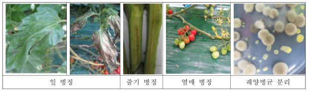 토마토 궤양병의 다양한 병징 및 균 분리