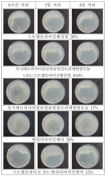 토마토 궤양병 감염종자 약제 처리시간별 소독 효과