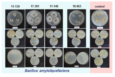 Bacillus amyloliquefaciens 균주의 길항력 검정 결과