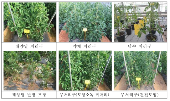 토마토 궤양병 이병토 소독처리별 효과 비교