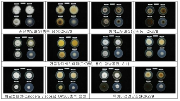 주요 채집 버섯의 배양특성