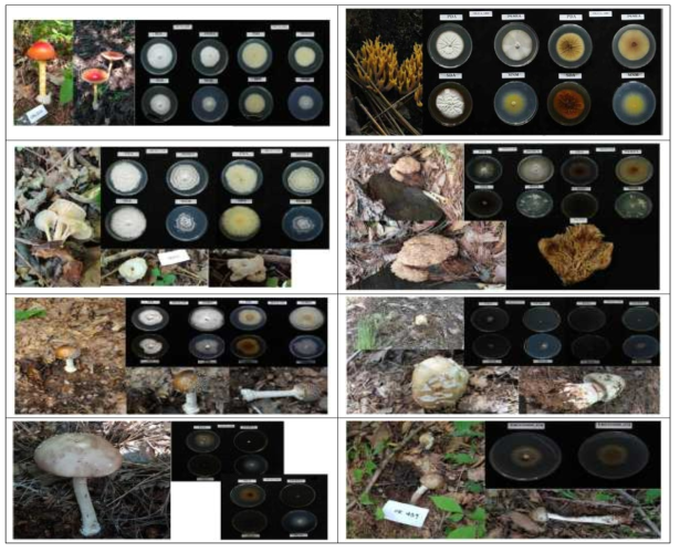 주요 채집 버섯의 자실체와 배양특성