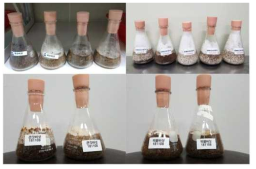 채집버섯류의 톱밥배양 특성 평가