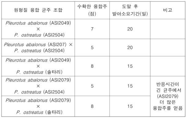 느타리류 균주 조합별 수확한 원형질 융합주