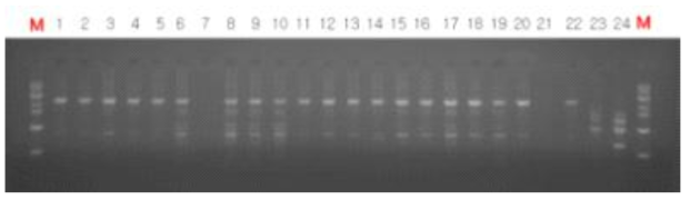 수확한 원형질 융합주의 유전적 다형성 분석